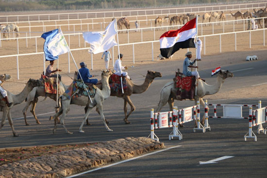 شرم الشيخ عاصمة لرياضة سباقات الهجن المصرية (1)