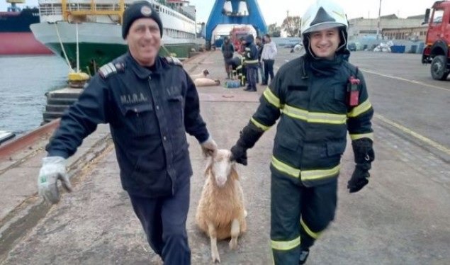 عمال الإنقاذ بعد إنقاذهما احد الخراف