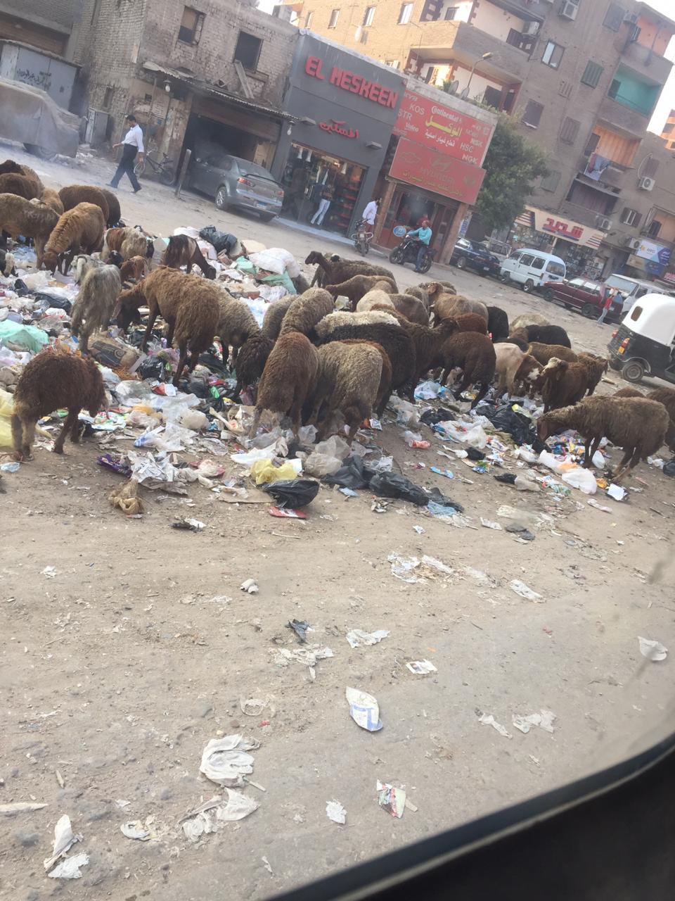  انتشار  القمامة والأغنام شارع احمد عرابي  (3)