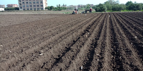 إعداد-الأرض-لزراعة-البطاطس