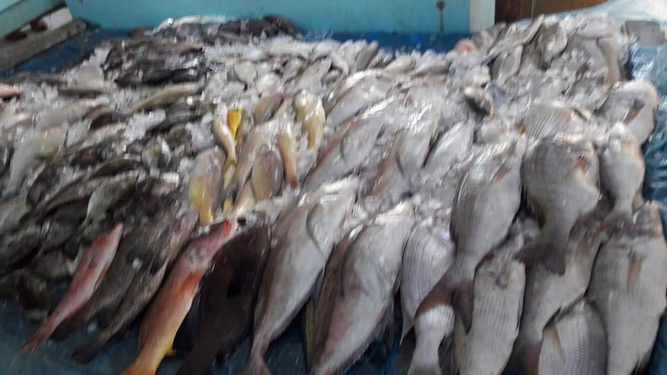 أسعار الأسماك بسوق البحر الأحمر (1)