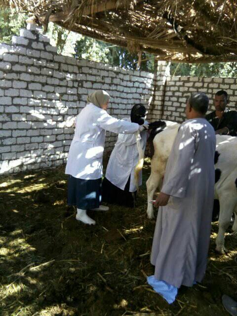 تحصين الماشية بقافلة الطب البيطرى بقرى أسوان (6)