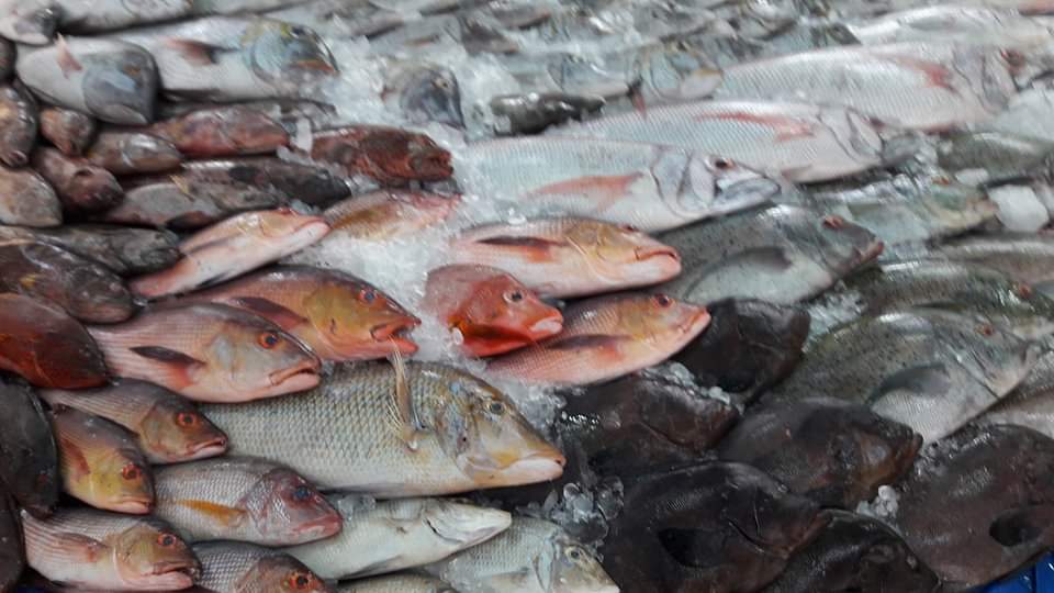 أسعار الأسماك بسوق البحر الأحمر (2)
