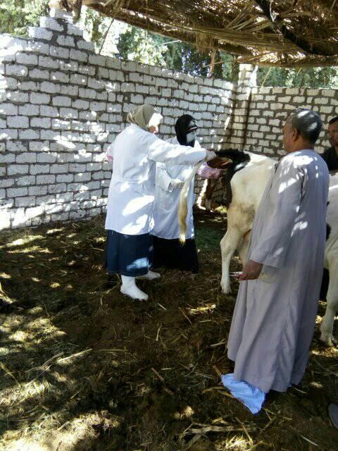 تحصين الماشية بقافلة الطب البيطرى بقرى أسوان (2)