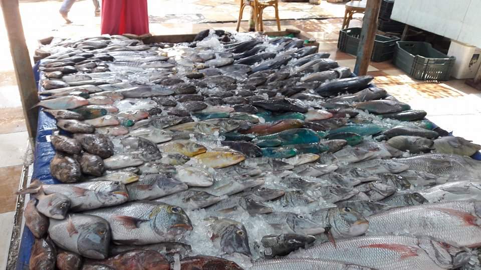 أسعار الأسماك بسوق البحر الأحمر (4)