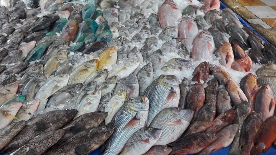 أسعار الأسماك بسوق البحر الأحمر (5)