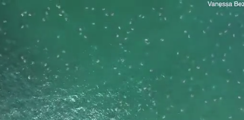 آلاف السلاحف البحرية