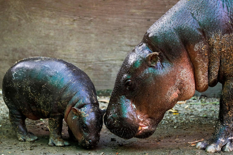 133-200515-zoo-thailand-small-designation-dwarf-hippo-3