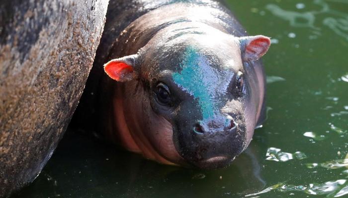 133-200514-zoo-thailand-small-designation-dwarf-hippo_700x400