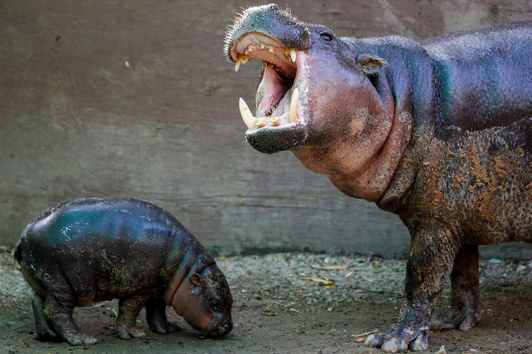 133-200515-zoo-thailand-small-designation-dwarf-hippo-2