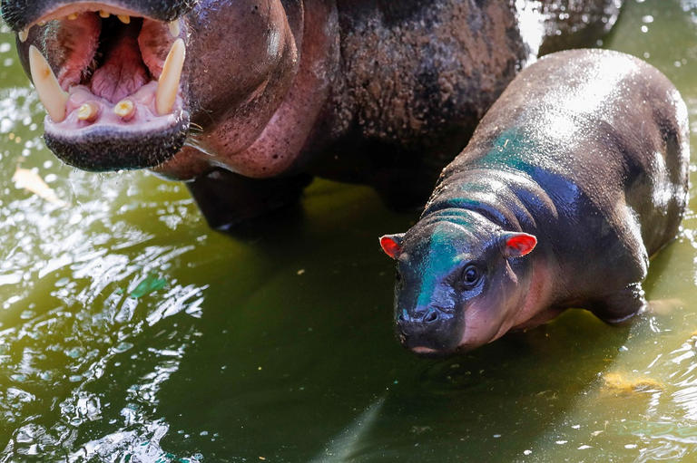 133-200515-zoo-thailand-small-designation-dwarf-hippo-4