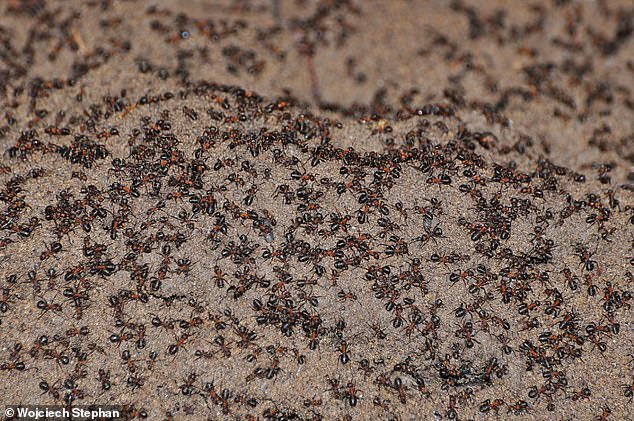 مستعمرة النمل