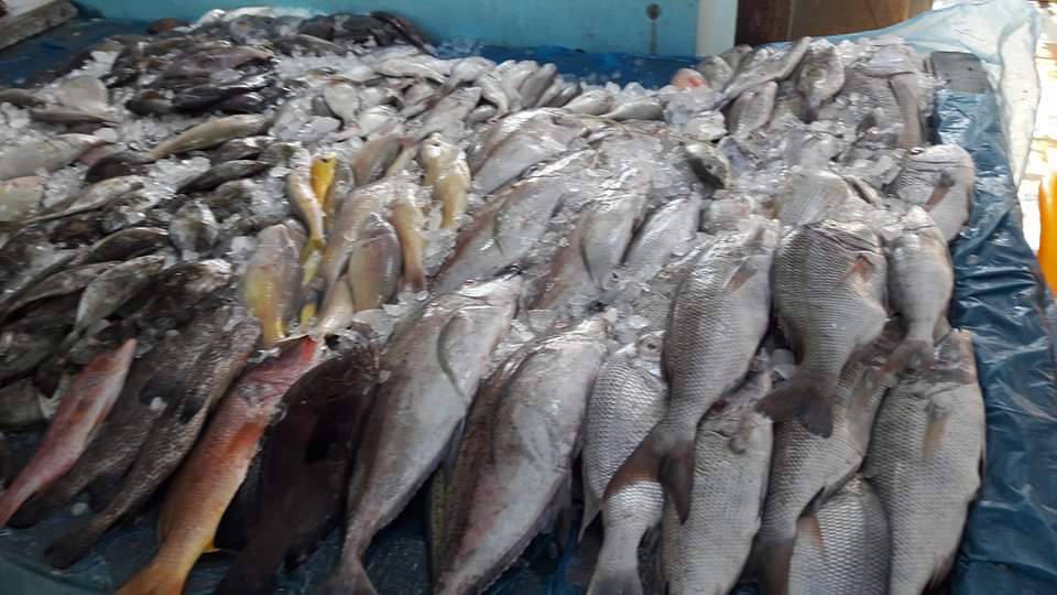 أسعار الأسماك بسوق سمك البحر الأحمر (9)