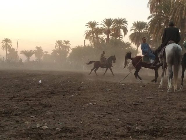 سباقات الخيول في قري محافظة الأقصر إحتفالات بالمولد النبوي الشريف (6)