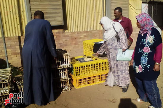بيطرى أسوان يفحص حالة إنفلونزا طيور بيطرى أسوان يفحص حالة إنفلونزا طيور