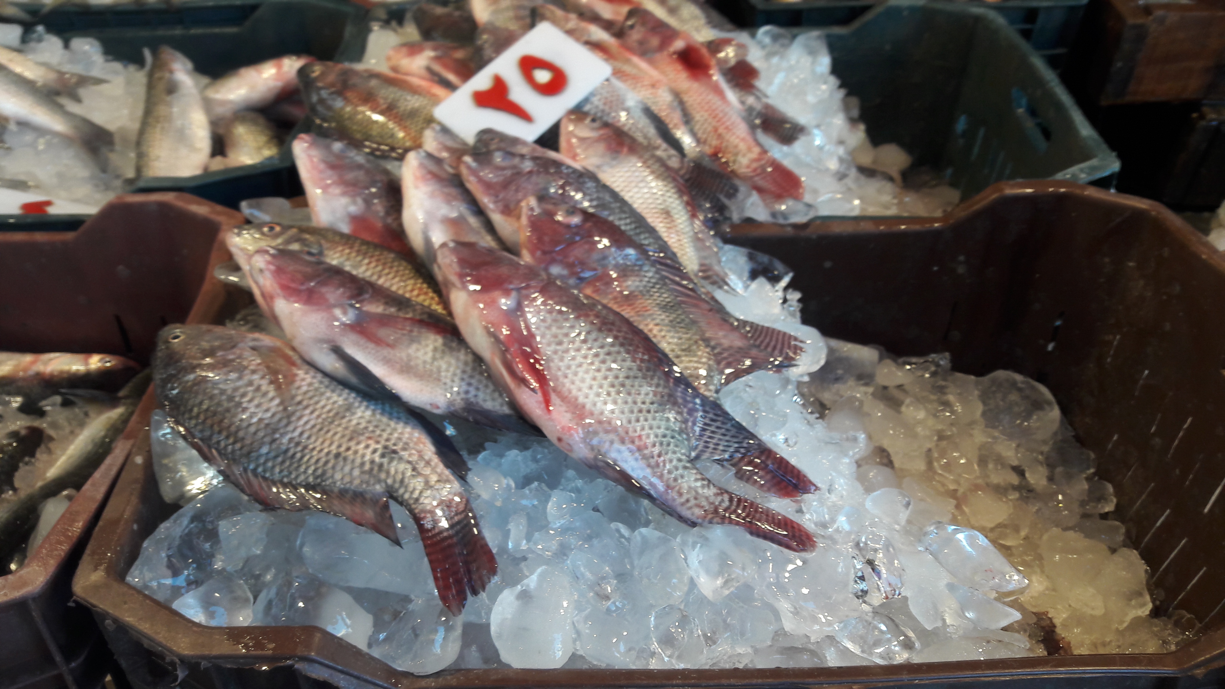 أسعار الخضروات والفواكه والأسماك ببورسعيد  (4)
