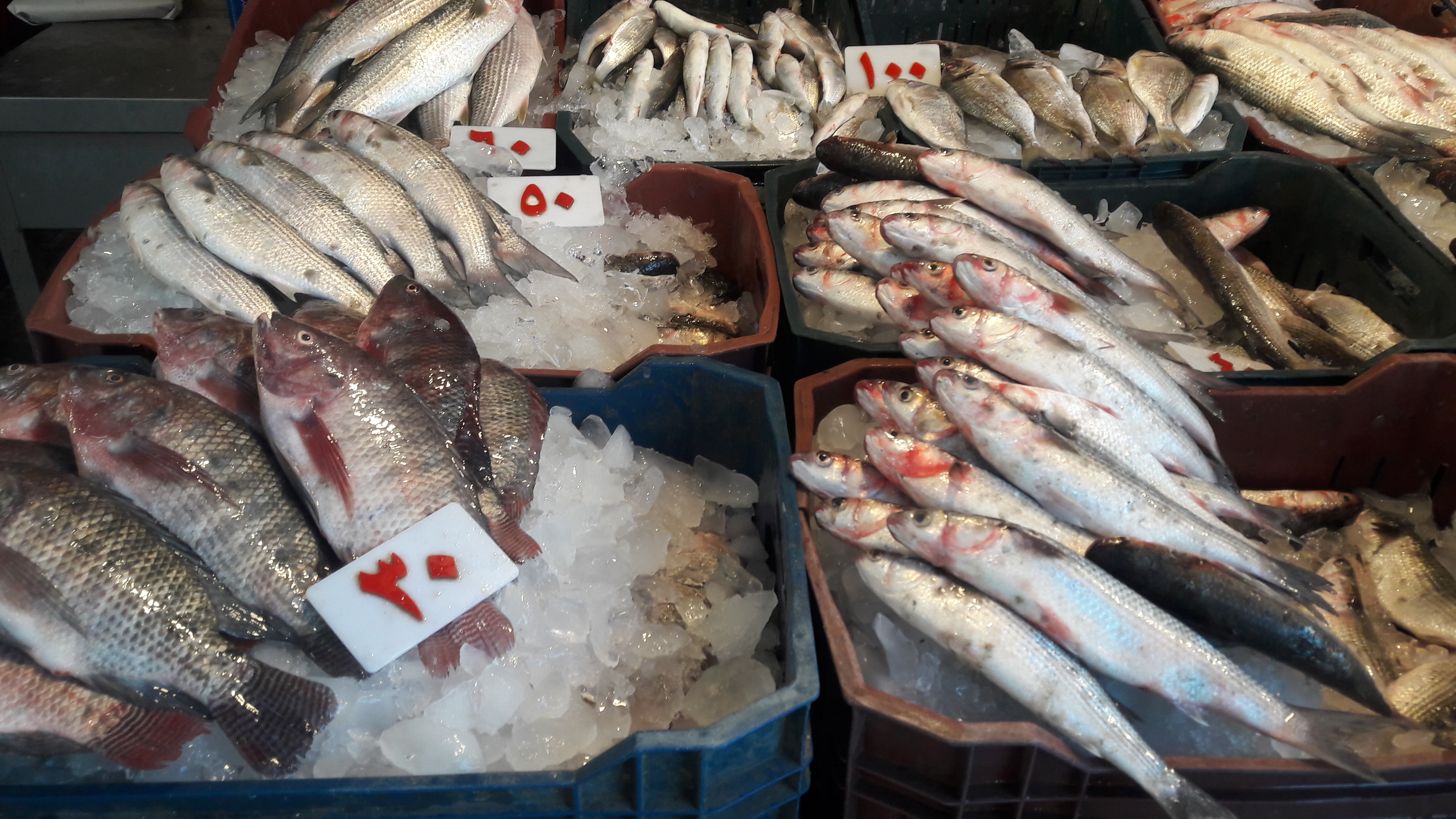 أسعار الخضروات والفواكه والأسماك ببورسعيد  (3)