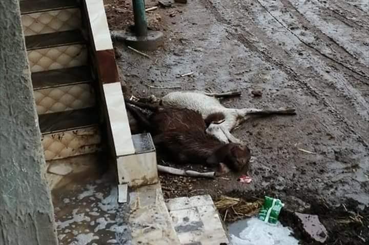 نفوق رؤوس ماشية صعقا بالكهرباء  (1)