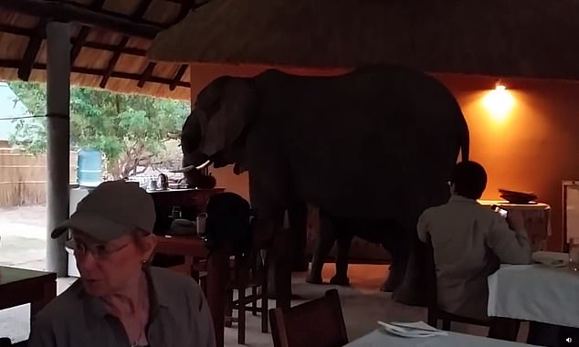 الفيل يقتحم المطعم