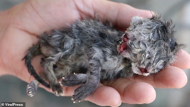 ولادة قطة برأسين على قيد الحياة فى تايلاند.. صور   (4)