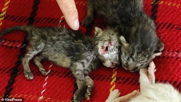 ولادة قطة برأسين على قيد الحياة فى تايلاند.. صور   (1)