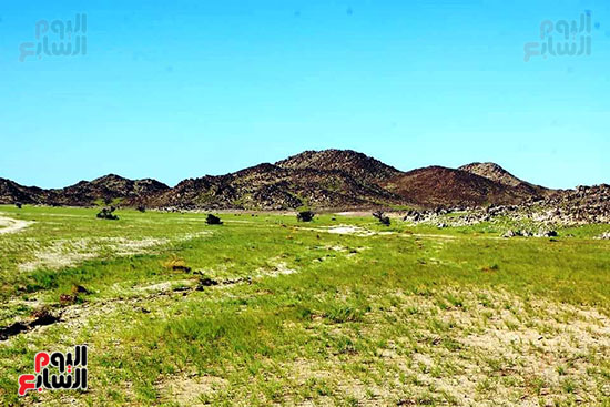 محمية جبل علبة تكتسى باللون الأخضر  (8)