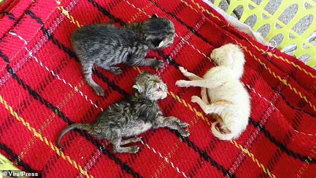 ولادة قطة برأسين على قيد الحياة فى تايلاند.. صور   (2)