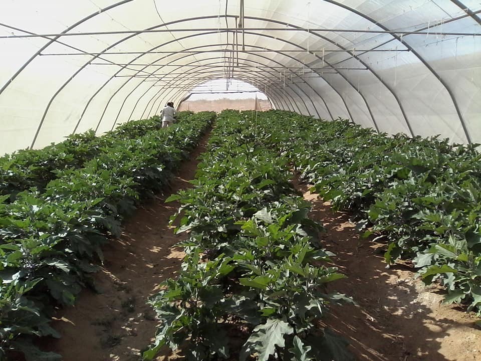 مزارع تجمع الرواق التنموى بشمال سيناء (1)