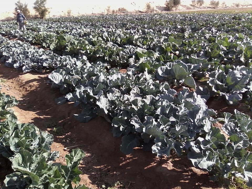 مزارع تجمع الرواق التنموى بشمال سيناء (2)