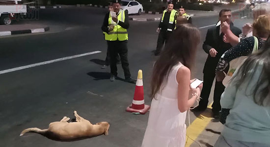  إنقاذ كلب بلدى صدمته سيارة فى شوارع شرم الشيخ (7)