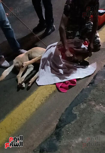  إنقاذ كلب بلدى صدمته سيارة فى شوارع شرم الشيخ (1)