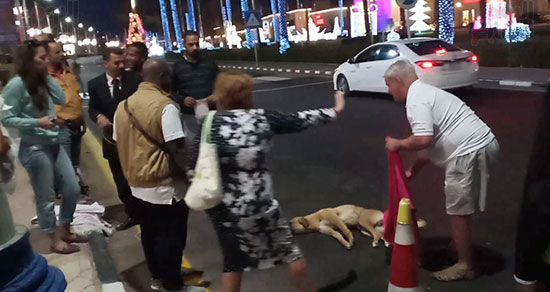  إنقاذ كلب بلدى صدمته سيارة فى شوارع شرم الشيخ (8)