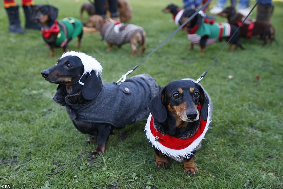 الكلاب تحتفل بعيد الميلاد