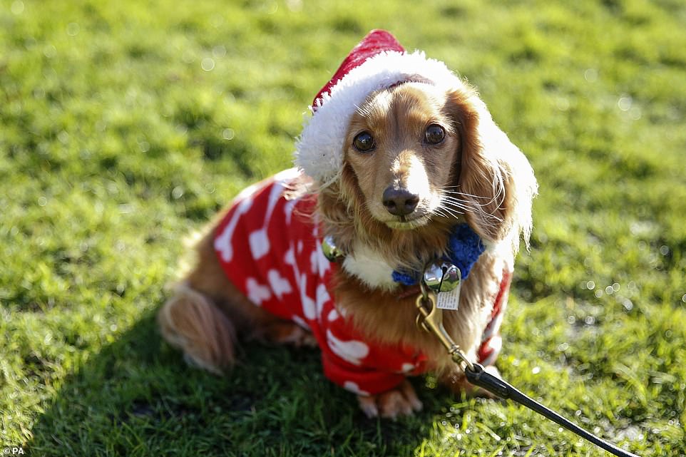 كلب يرتدى ملابسه المميزة احتفالا بعيد الميلاد