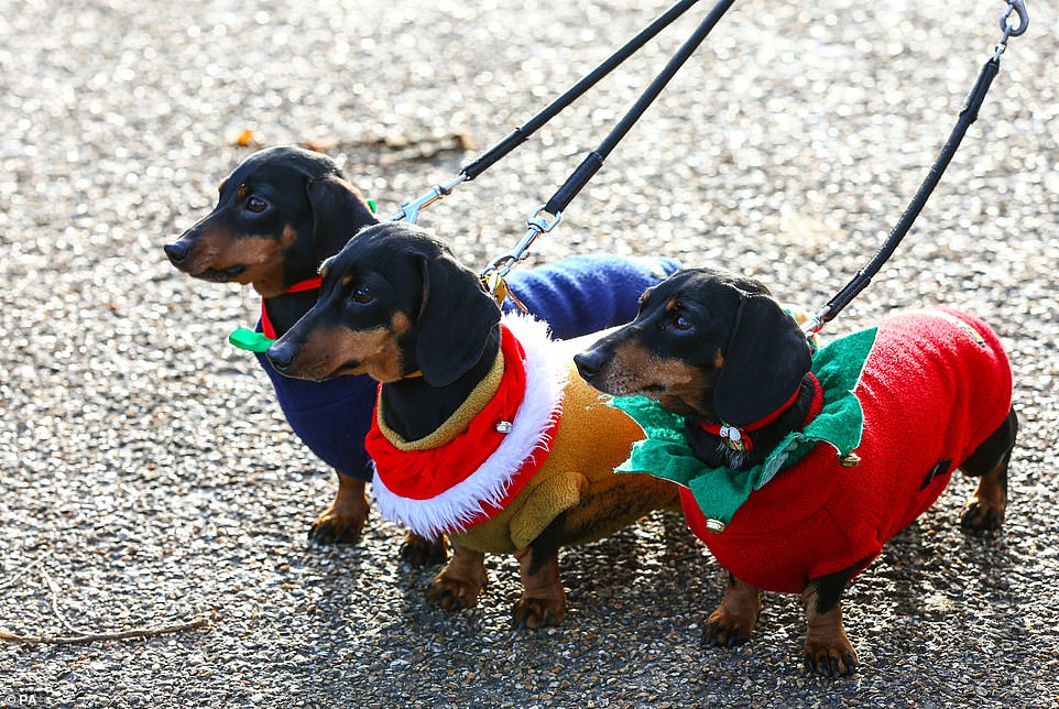 الكلاب تحتفل بعيد الميلاد بأروع ملابسهم