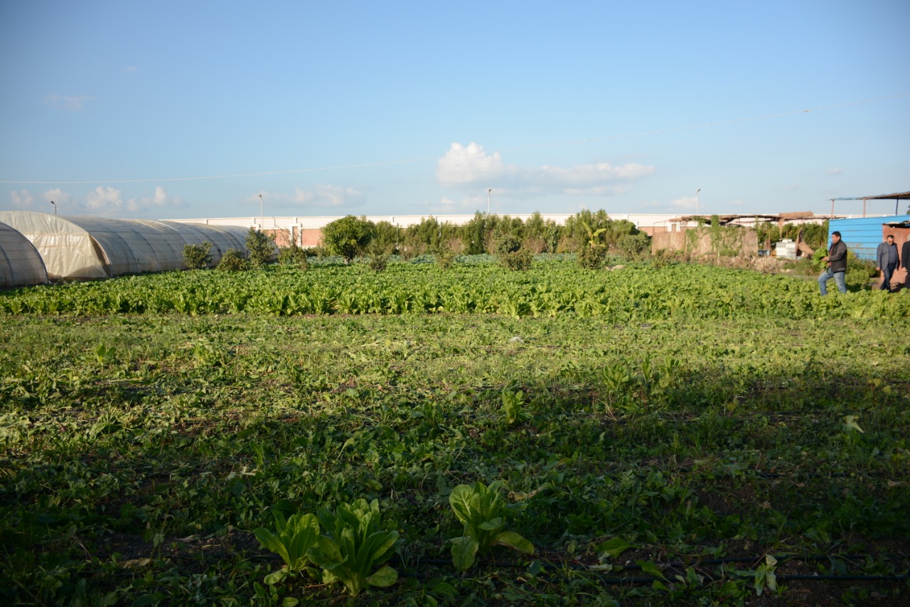 مبادرة صنايعية مصر بزراعة طنطا (2)