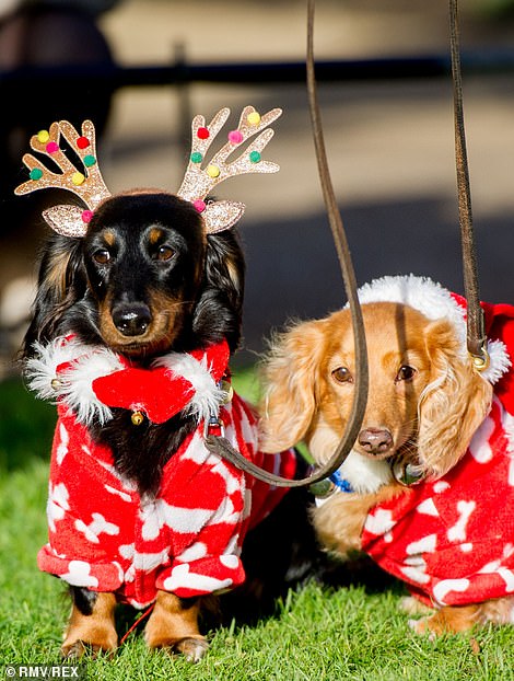 خروج عشرات الكلاب للتنزه احتفالا بعيد الميلاد