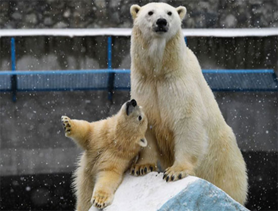 أنثى الدب القطبي غيردا وصغيرها تيدي فى حديقة الحيوانات فى نوفوسيبيرسك