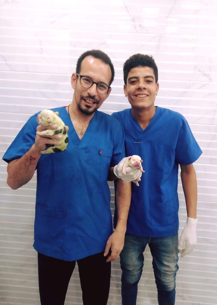 الدكتور عمرو بعد الإنتهاء من توليد كلب يحمل الجراوى