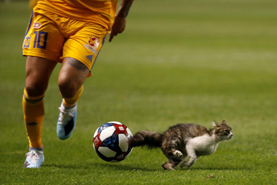 قطة-تقتحم-مباراة-في-البرازيل