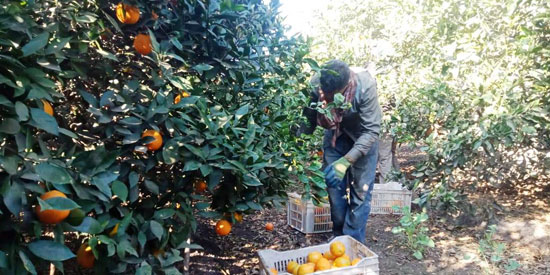 موسم حصاد البرتقال (2)