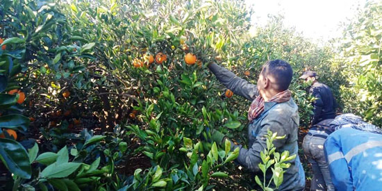 موسم حصاد البرتقال (1)