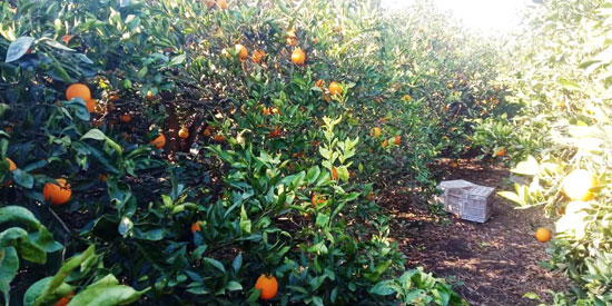 موسم حصاد البرتقال (9)