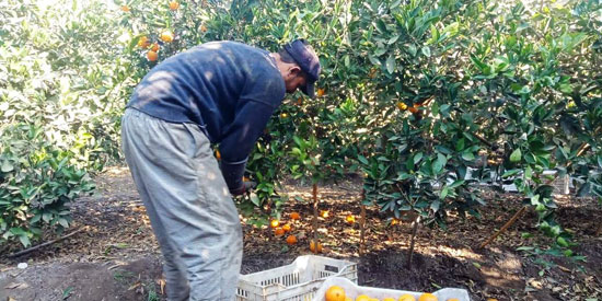 موسم حصاد البرتقال (4)