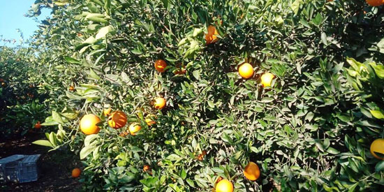 موسم حصاد البرتقال (8)