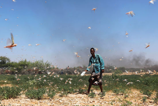 الجراد يغزو حقول الصومال
