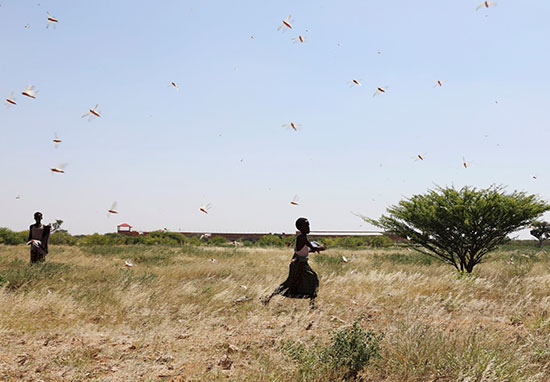 فتيان صوماليون يحاولون صد الجراد الصحراوي