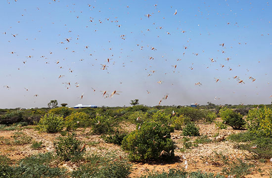الجراد الصحراوى يحلق فوق الاراضى الراعية بالصومال