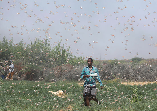 مزارع صومالي يسير داخل الجراد الصحراوي في أرض زراعية