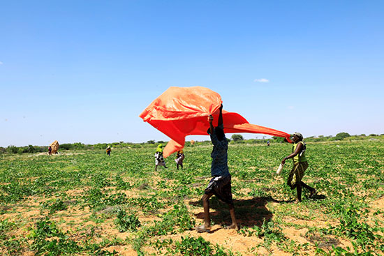 مزارعون صوماليون يرفعون أغطية بلاستيكية لصد الجراد الصحراوي